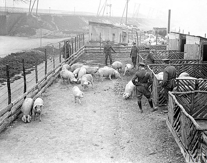 Etaples Piggery