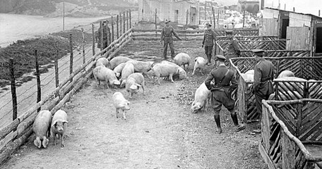 Etaples Piggery