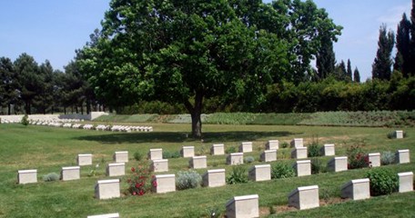 Picture Of The Tree 'Then And Now'