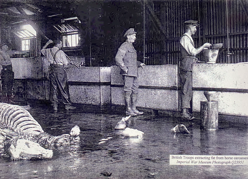 British Troops Extracting Fat From Carcasses