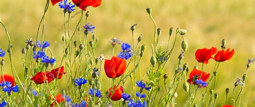 Poppy and Cornflower Ladies - Dr Vivien Newman