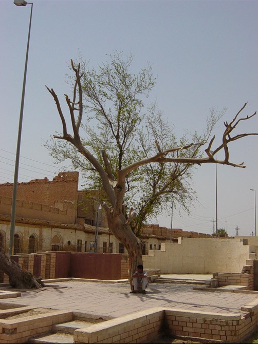 Adam’S Tree At Qurna