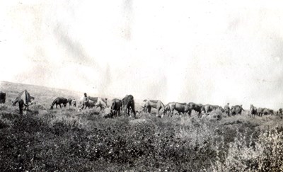 QODY Horses Relax For A While After The Battle.