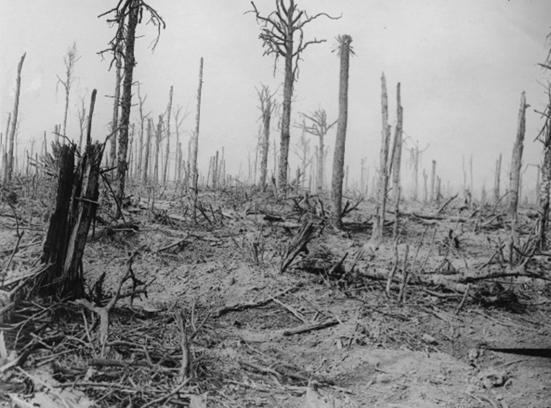 The Splintered Remains Of Delville Wood