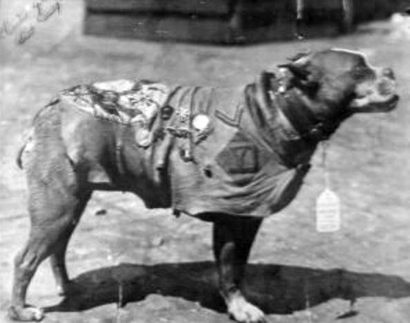 Stubby At The Front