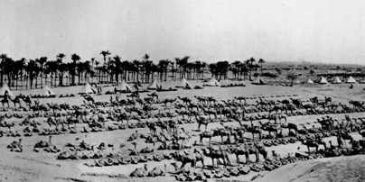 91 Camel Lines At El Arish Copy
