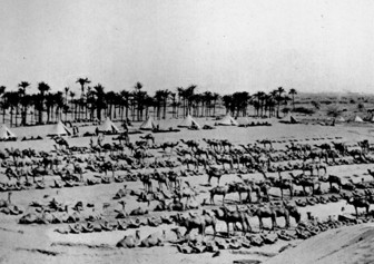 91 Camel Lines At El Arish Copy