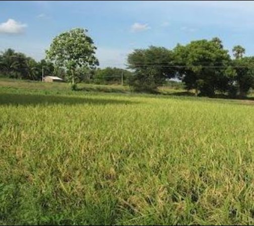 Modern Shot Of Velu Wood, Near To Where He Lay Out On The Battlefield For Two Days.