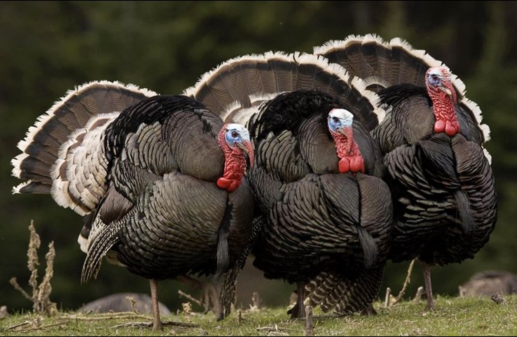 Turkeys