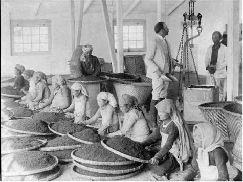 Women Cleaning Tea In A Factory In Darjeeling