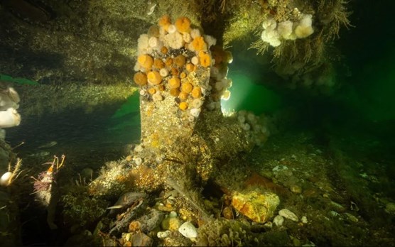 The Propeller Of UC 71